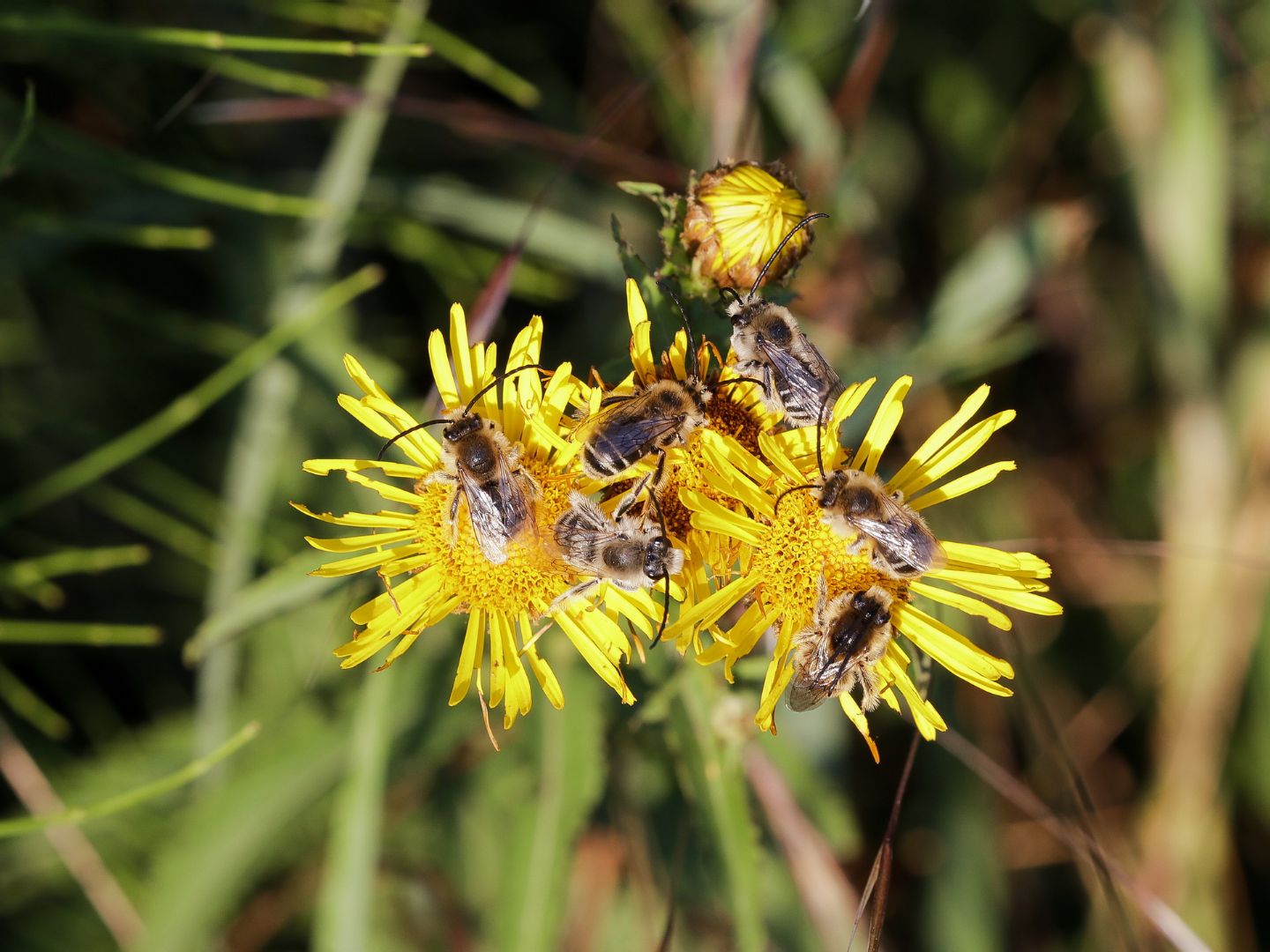 Apidae Anthophorinae: Eucera sp.  (E. nigrifacies o E. eucnemidea)